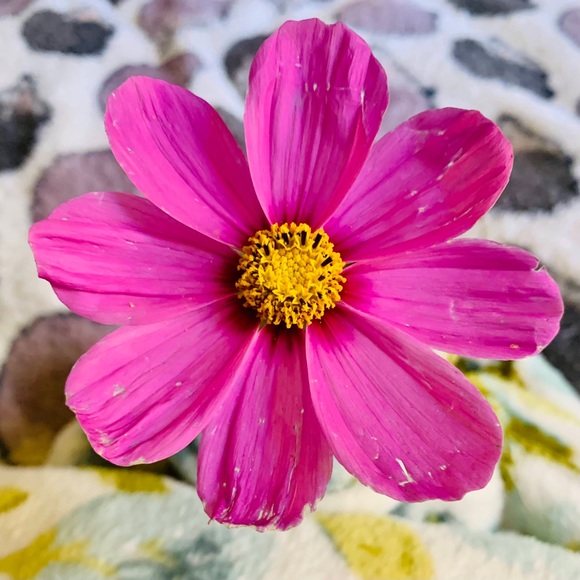 🌸 Bundle & Save 🌸 - Picture 4 of 16